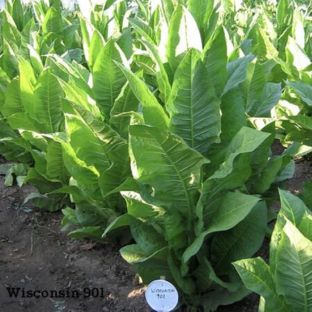 Wisconsin 901, Tobacco Seed - Packet image number null